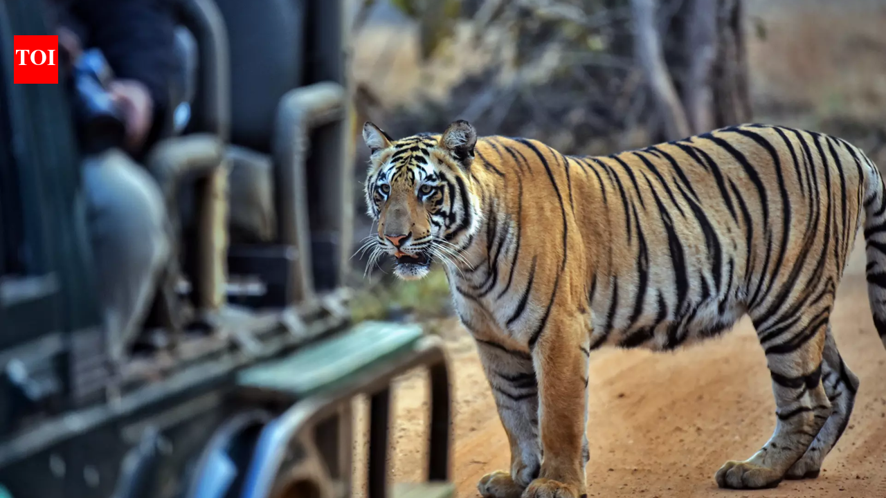 Why MP’s rising tiger toll is more than a ‘core’ issue
