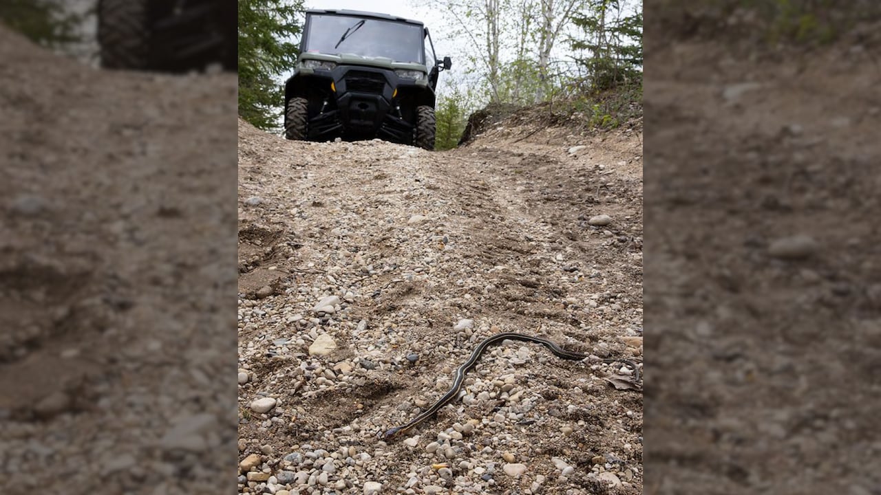 An off-road vehicle moving toward a snake on a dirt path