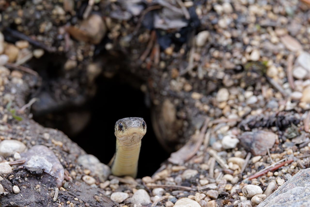 A snake peering out from an underground den
