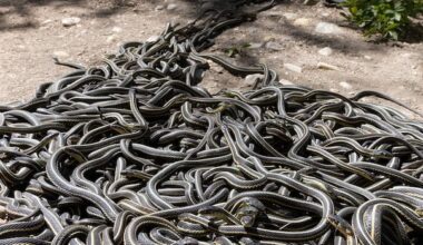 RM of Gimli urged to protect scores of snakes from being crushed under wheels of ATVs