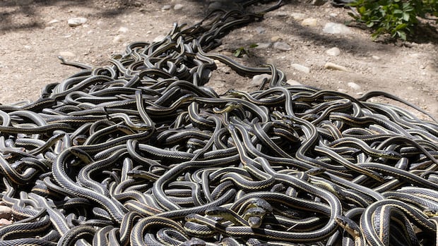 RM of Gimli urged to protect scores of snakes from being crushed under wheels of ATVs