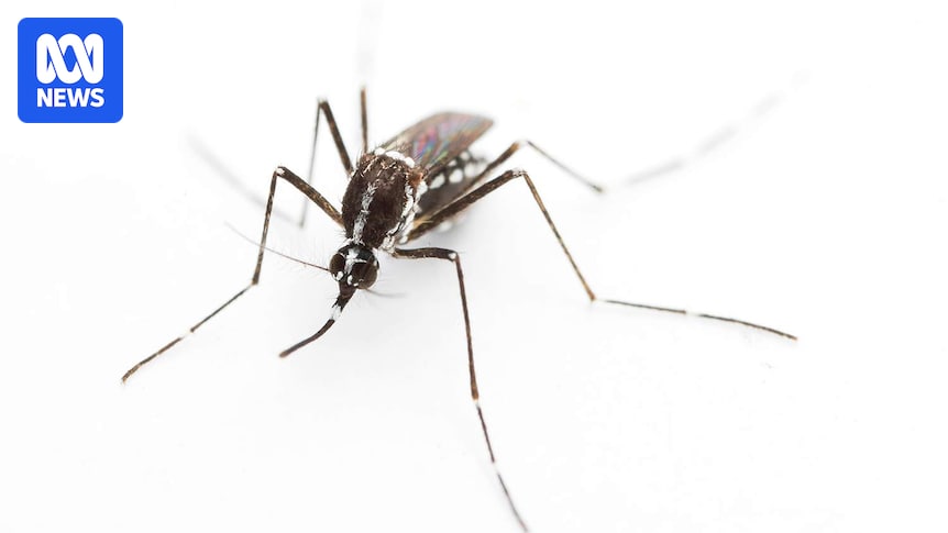 Invasive 'barbecue stopper' Asian tiger mosquito detected away from entry ports on mainland for first time
