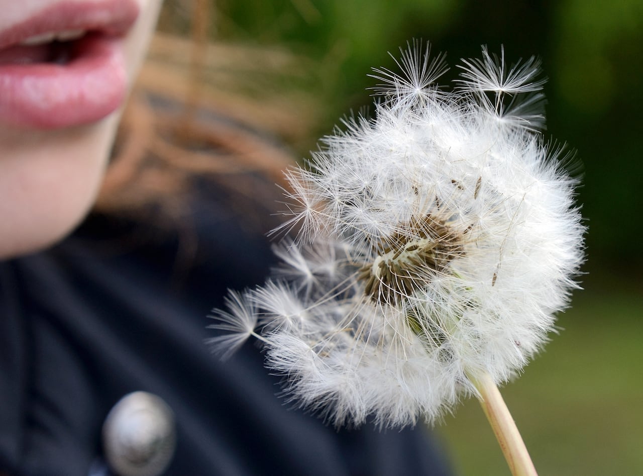 A close up profile shot of a woman's mouth as she blows on a dandelion puff ball and only the seeds closest to her are coming off.
