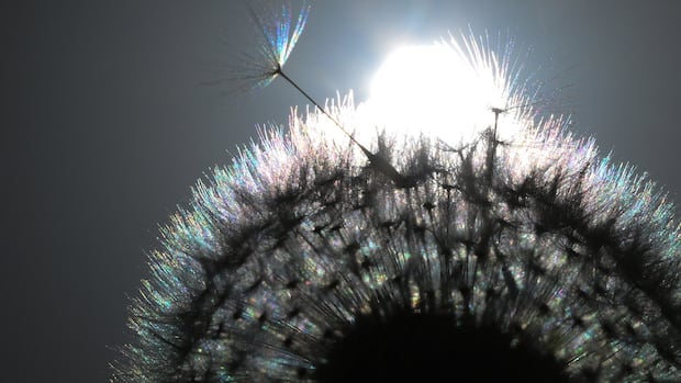 May 16: How dandelion seeds take flight, and more…