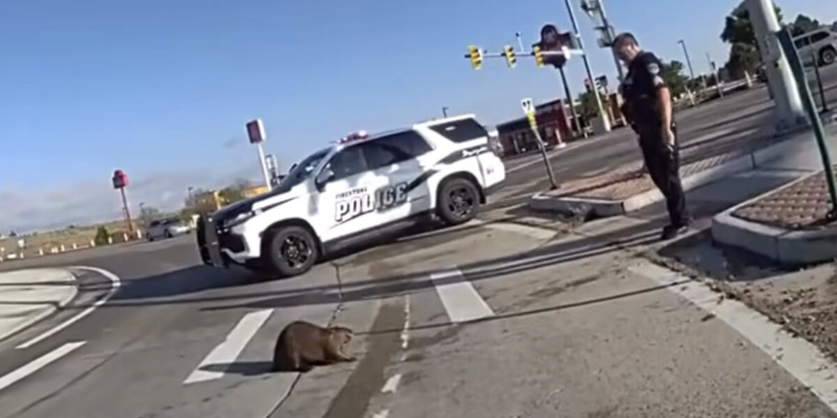 Police Plead With Stubborn Beaver Refusing To Leave The Road