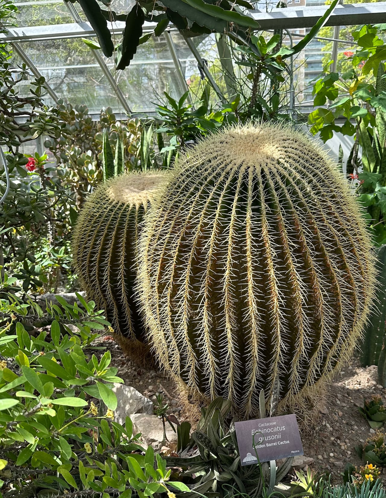 Allan Gardens