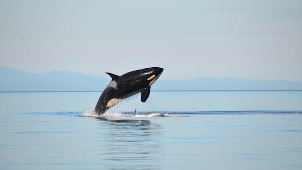 France rejects plan to send its last 2 captive orcas to live in Nova Scotia refuge