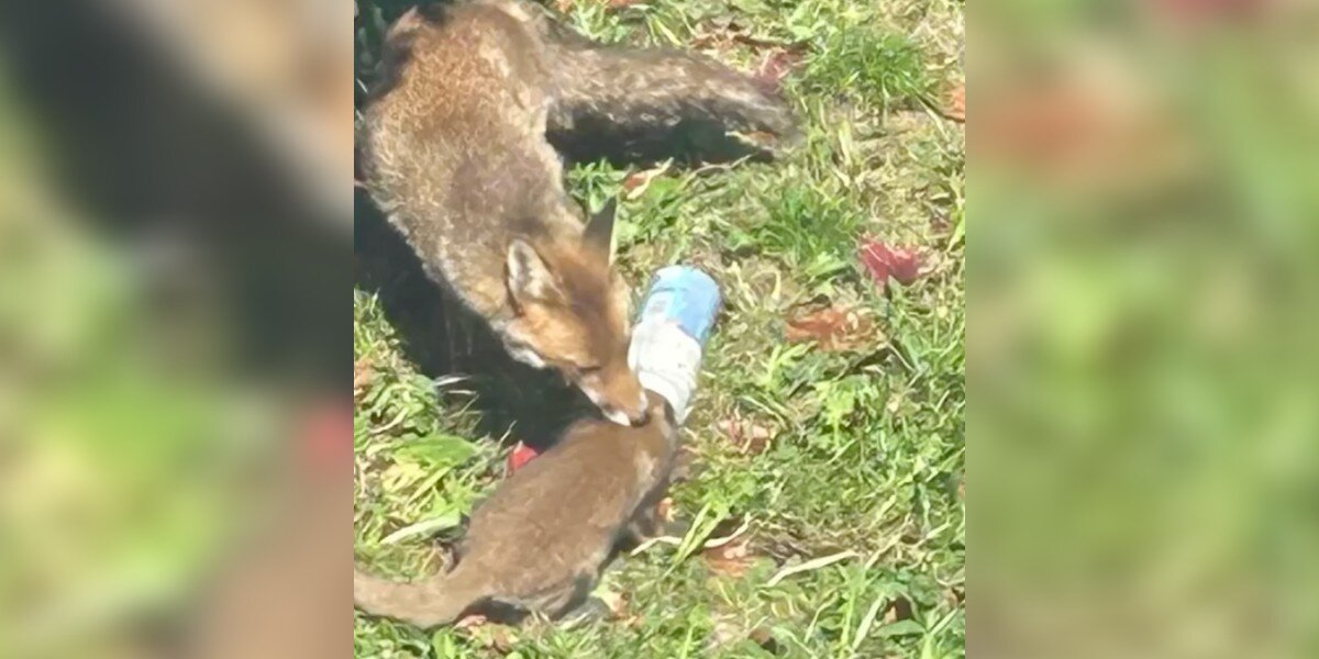 Mama Fox Tries Desperately To Free Her Baby From A Jar — Then Rescuers Rush In