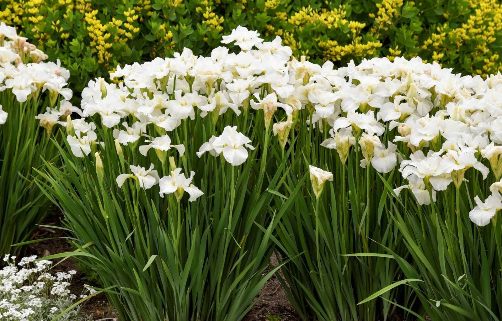 It’s bloomin’ plant sale season – Winnipeg Free Press