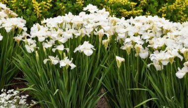 It’s bloomin’ plant sale season – Winnipeg Free Press