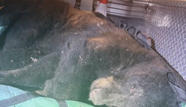 Black bear found wandering urban Vancouver is tranquilized and released | NanaimoNewsNOW