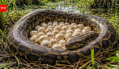 Snakes everywhere: 120 Burmese python eggs discovered in Florida’s Everglades