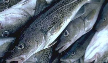 The N.L. food fishery is expanding this summer. Here's what you need to know