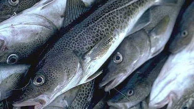 The N.L. food fishery is expanding this summer. Here's what you need to know