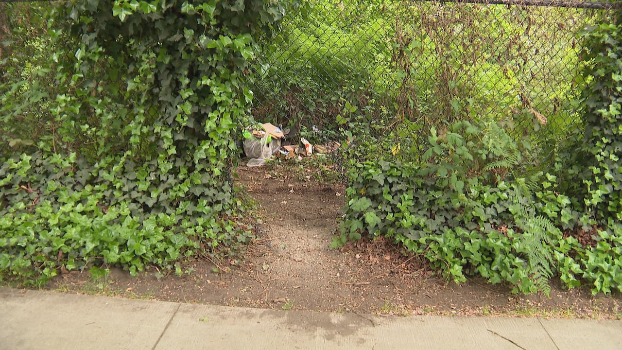 A hole in a chainlink fence with some miscellaneous belongings in shrubbery on the other side.
