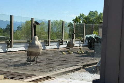 A family of geese on a rooftop.