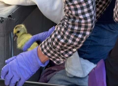 A woman is seen with a tiny gosling in a bin in front of her.