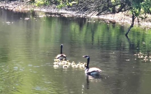 A family of geese in a pond.
