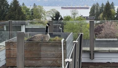 Volunteers rescue goose family from Vancouver rooftop as calls for bird aid increase