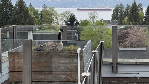 Volunteers rescue goose family from Vancouver rooftop as calls for bird aid increase