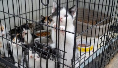 57 kittens, 8 cats rescued, 1 man arrested after investigation into alleged animal cruelty: police
