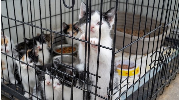 57 kittens, 8 cats rescued, 1 man arrested after investigation into alleged animal cruelty: police