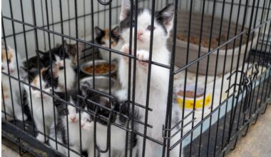 Peel Police Rescue Nearly 60 Kittens and Eight Cats in Animal Cruelty Investigation