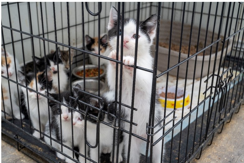 Peel Police Rescue Nearly 60 Kittens and Eight Cats in Animal Cruelty Investigation