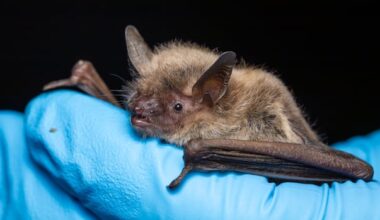 Alberta students being treated for rabies exposure after bat encounter on school bus