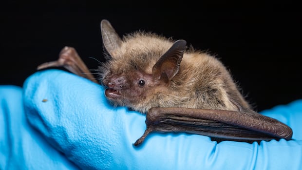 Alberta students being treated for rabies exposure after bat encounter on school bus