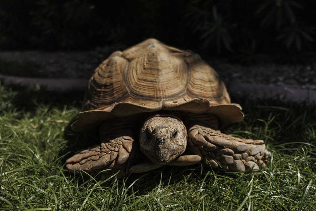 Rex, the tortoise, at Brian and Sara Westfall's home, who fostered him while they searched for his owner, in Scottsdale, Arizona.