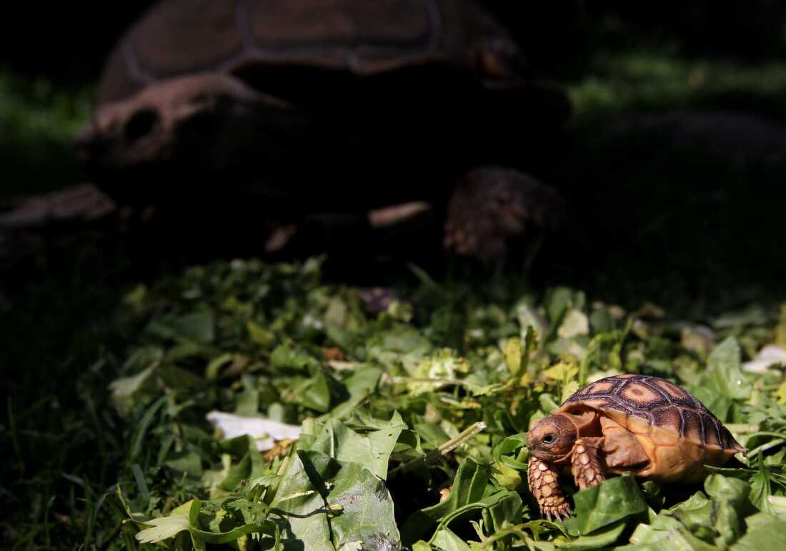 View of one of five newborn African spurred tortoise (Centrochelys Sulcata) at the zoo, in Guadalajara, Mexico