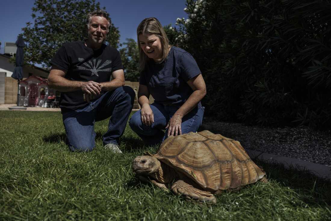 Scottsdale, Arizona, May 1, 2026: Brian and Sara WestfallÕ with Rex, the tortoise. They fostered him while searching for his owner, in Scottsdale, Arizona, May 1, 2026. (Photo by Adriana Zehbrauskas for NPR)