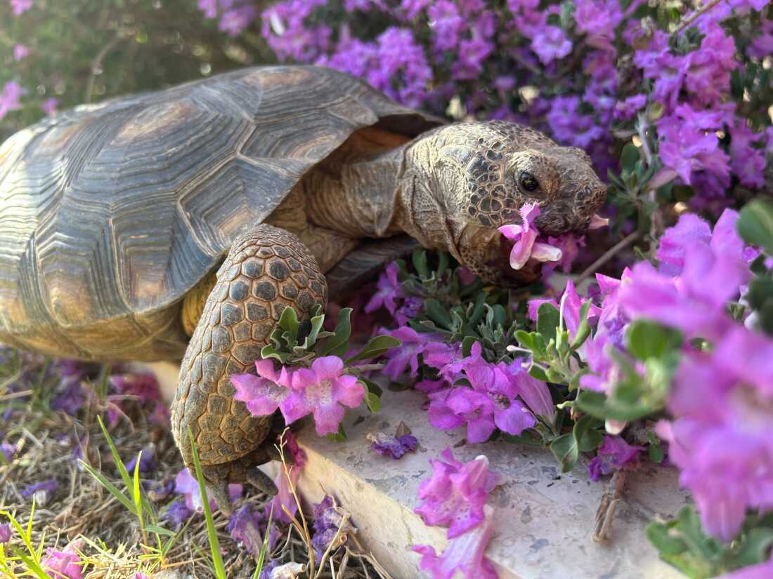 Dotty the desert tortoise eats some flowers.
