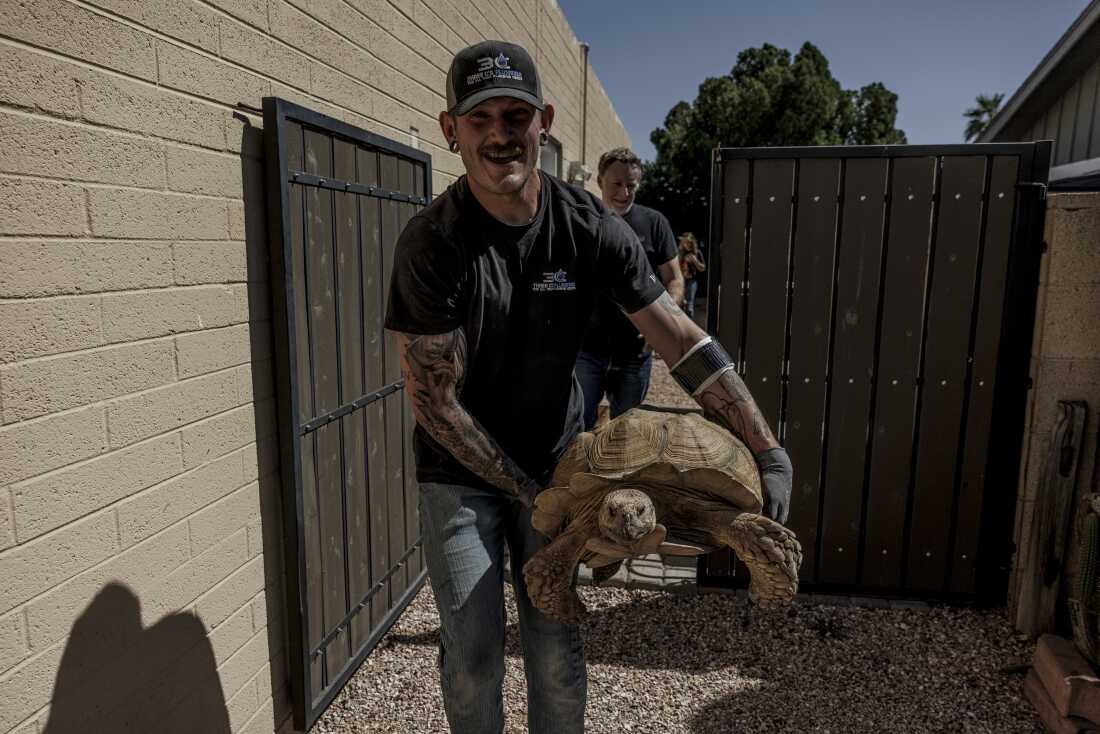 Scottsdale, Arizona, May 1, 2026: Garret Beshey carries Rex, the tortoise, to his truck in Scottsdale, Ariz., May 1, 2026. Mr. Beshey is adopting him. May 1, Scottsdale, Arizona.(Photo by Adriana Zehbrauskas for NPR)