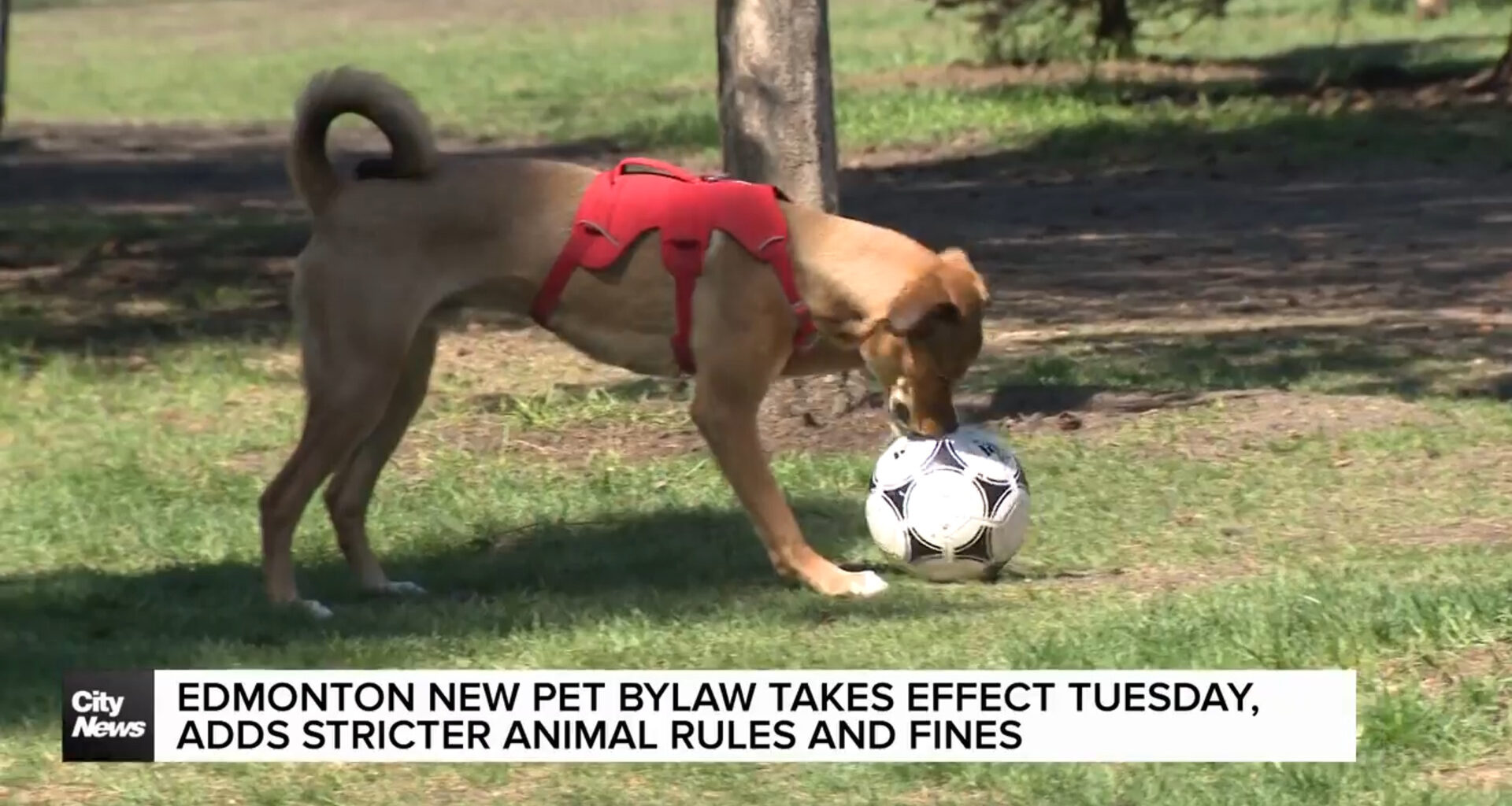 Edmonton new pet bylaw takes effect Tuesday, adds stricter animal rules and fines