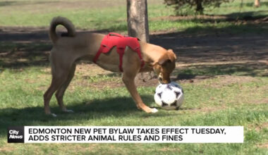 Edmonton new pet bylaw takes effect Tuesday, adds stricter animal rules and fines