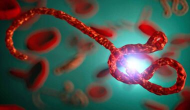 There are several Ebola strains, and the Bundibugyo virus, which has currently spread in Africa, is one of them. Photo: iStock/humonia