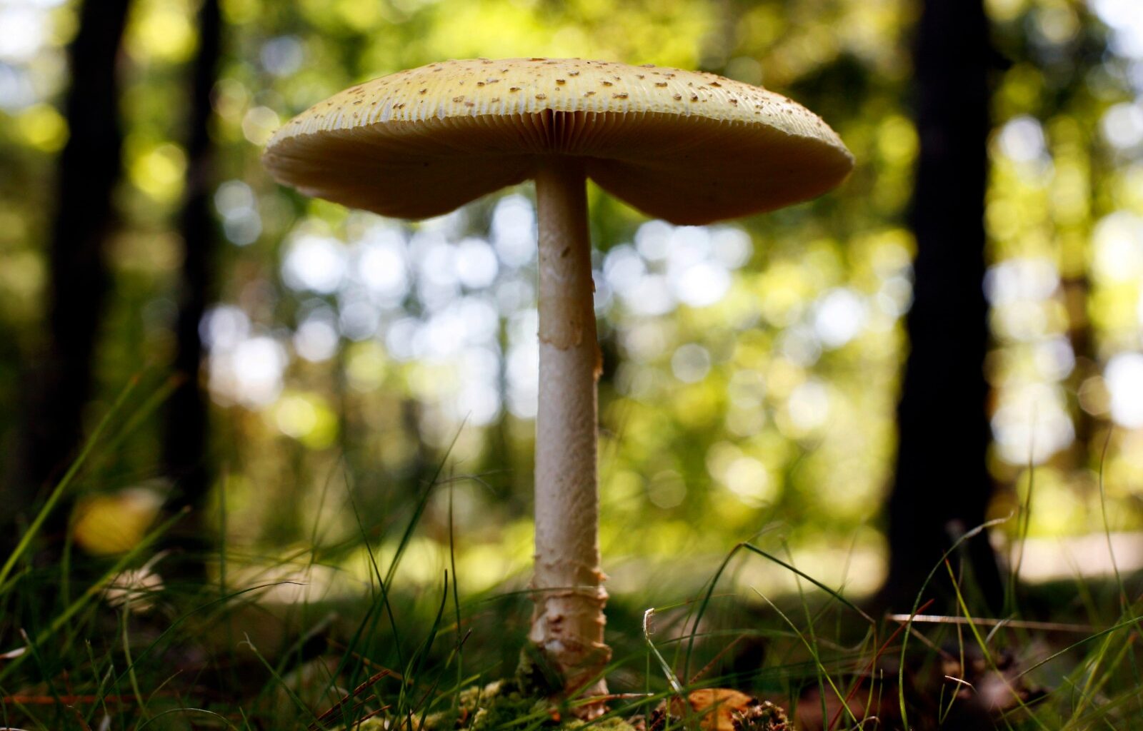 U.S. slaps duties on fresh Canadian mushrooms over subsidy claims – Winnipeg Free Press