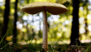 U.S. slaps duties on fresh Canadian mushrooms over subsidy claims – Winnipeg Free Press