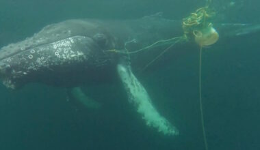 Rescue Group Frees Humpback Whale in Happy Adventure