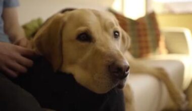 Revamped animal bylaw now in effect in Edmonton