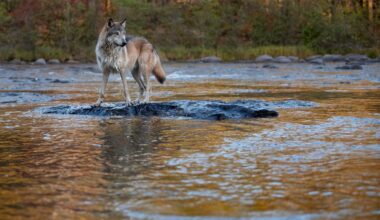 How Wolves Completely Changed Yellowstone Rivers—A Biologist Explains