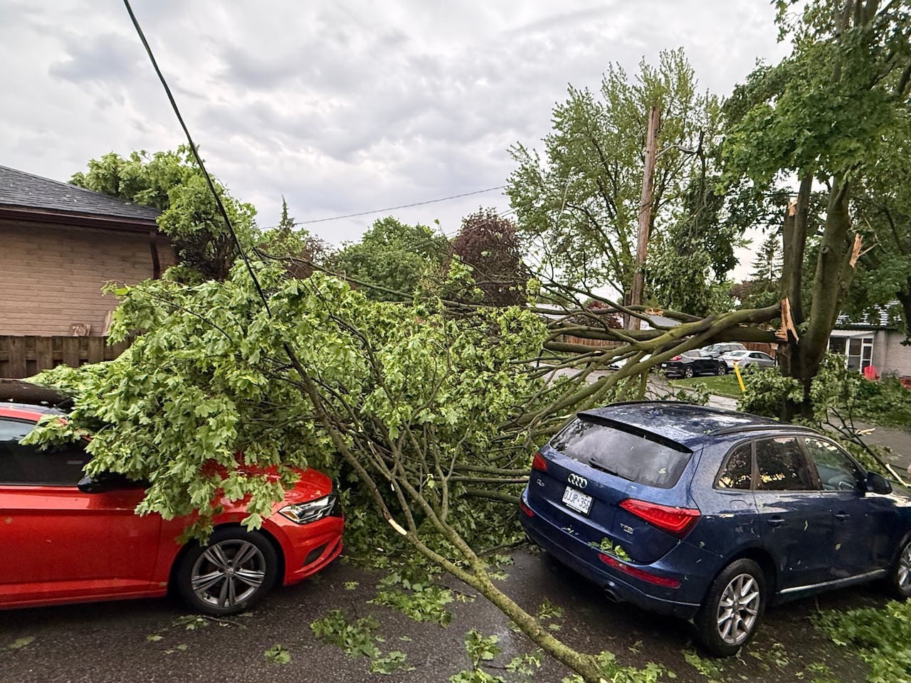 A car covered in tree branches