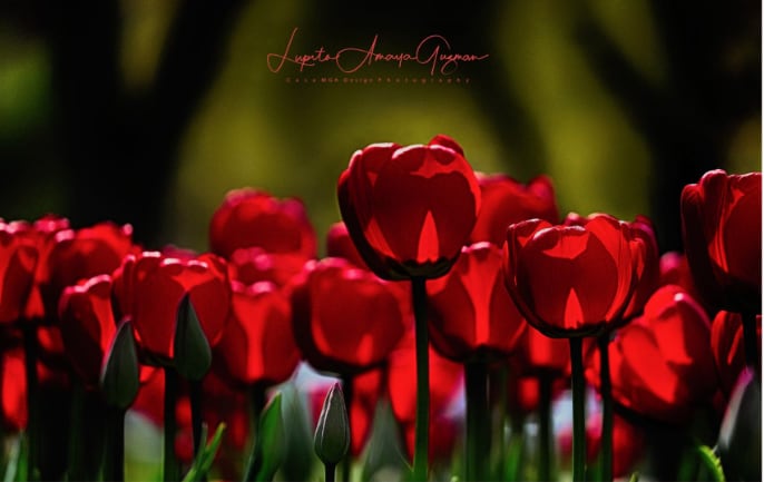 Red Tulips by Lupita Amaya