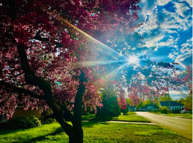 Cherry blossoms by Lira Okaj