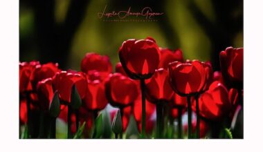 Check out these blooms! These are the winners of CBC Windsor's spring photo contest