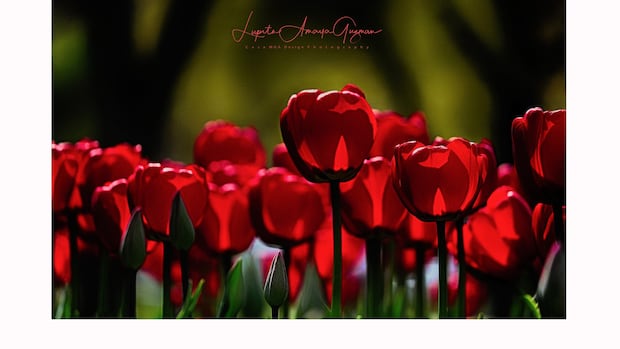 Check out these blooms! These are the winners of CBC Windsor's spring photo contest