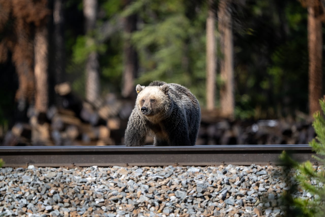 A bear standing on train tracks.