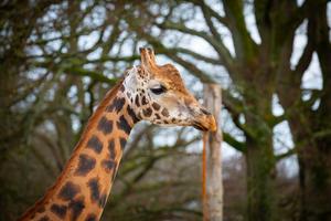 AI camera platform to help monitor zoo animals' welfare in new Surrey-Marwell Wildlife partnership